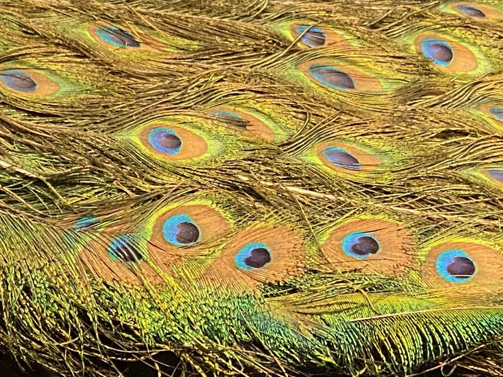 peacock